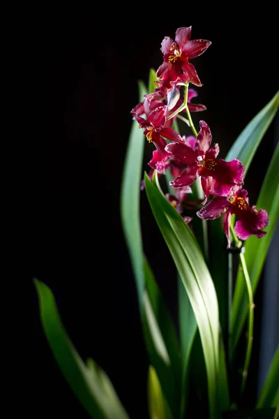 Flores Orquídeas Fundo Preto Estúdio — Fotografia de Stock