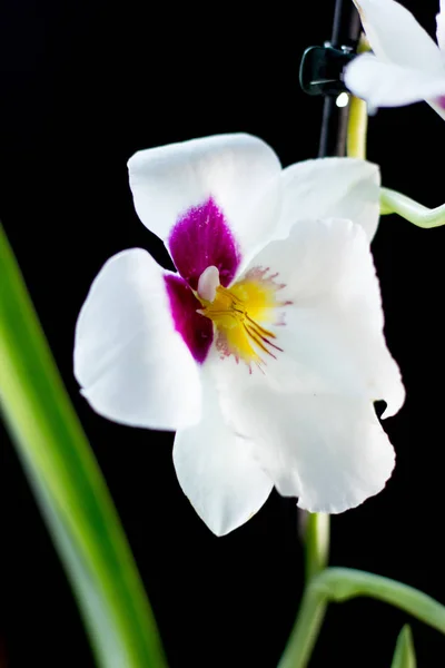 Flores Orquídeas Fundo Preto Estúdio — Fotografia de Stock