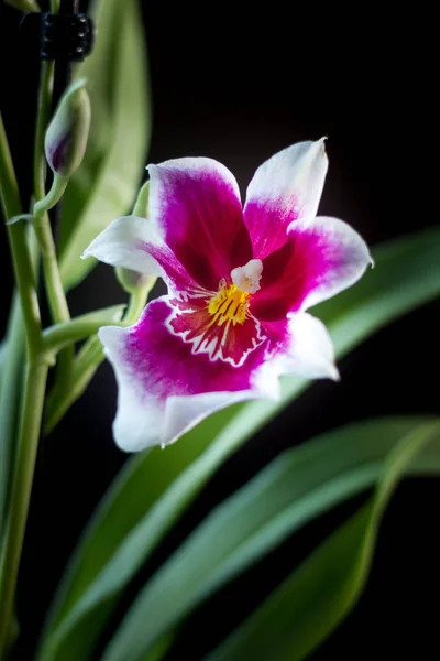 Flores Orquídeas Fundo Preto Estúdio — Fotografia de Stock