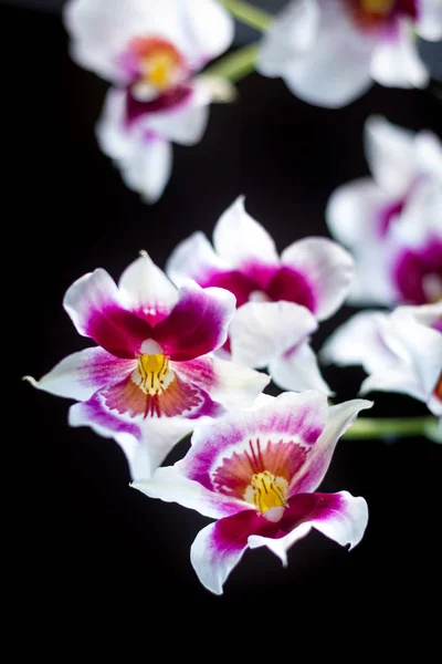 Flores Orquídeas Fundo Preto Estúdio — Fotografia de Stock