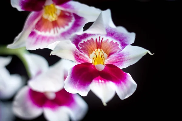 Flores Orquídeas Fundo Preto Estúdio — Fotografia de Stock