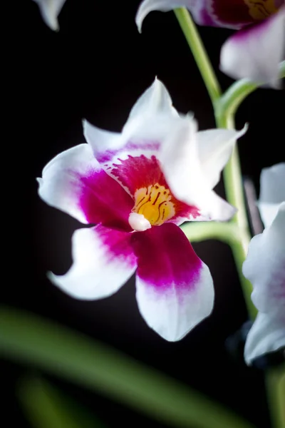 Flores Orquídeas Fundo Preto Estúdio — Fotografia de Stock