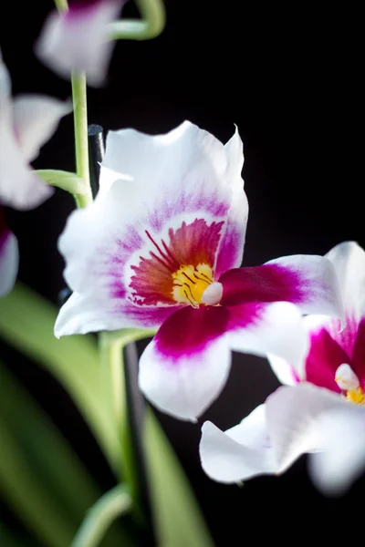 Orchidee Kwiaty Czarnym Tle Studio — Zdjęcie stockowe