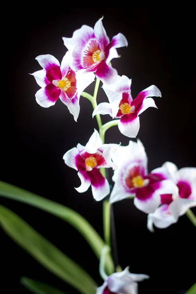 Flores Orquídeas Fundo Preto Estúdio — Fotografia de Stock