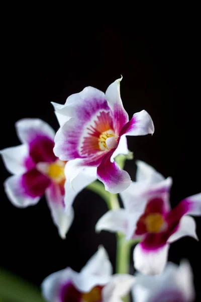 Flores Orquídeas Fundo Preto Estúdio — Fotografia de Stock