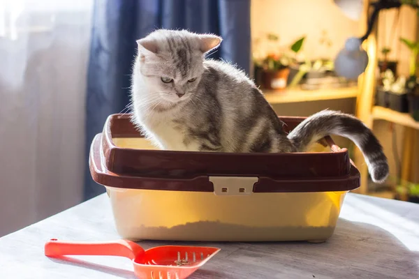 Кот Сидящий Кошачьем Лотке Подносе — стоковое фото