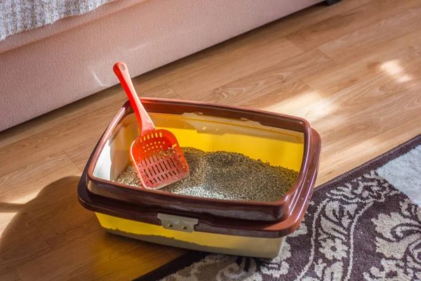 床の上に立って 猫のトイレ ボックス プラスチック スクープ — ストック写真
