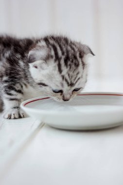 Yavru kedi içme suyu