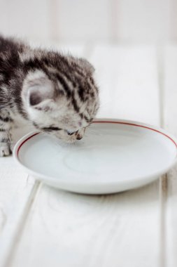 Yavru kedi içme suyu