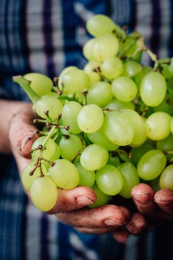 Kalça olgun Yeşil üzüm holding çiftçi eller.