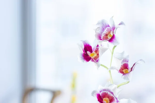 Камбрийская Орхидея Ярком Окне — стоковое фото