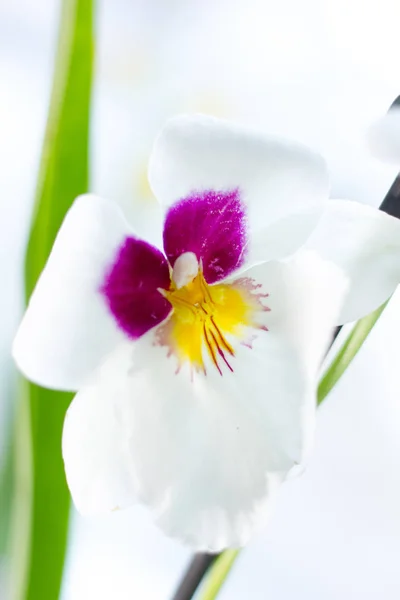 Branco com orquídea roxa em um jardim de casa . — Fotografia de Stock