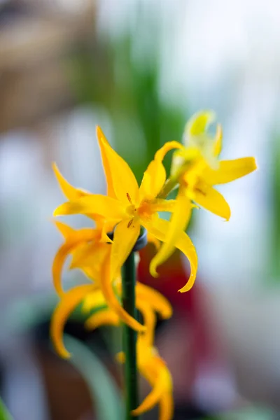 Sarı Miltonya Orkidesi Pencerede Taze Güzel — Stok fotoğraf