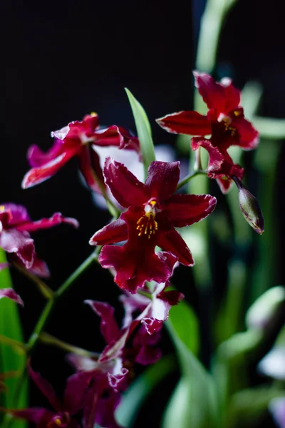 Orquídea Cor Vermelha Profunda Miltonia Fundo Preto — Fotografia de Stock