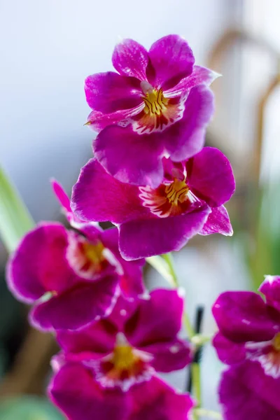 Orquídea Roxa Bonita Uma Janela Brilhante Dia Ensolarado — Fotografia de Stock