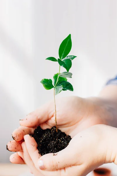Plant Hands Growth Protection Concept — Stock Photo, Image