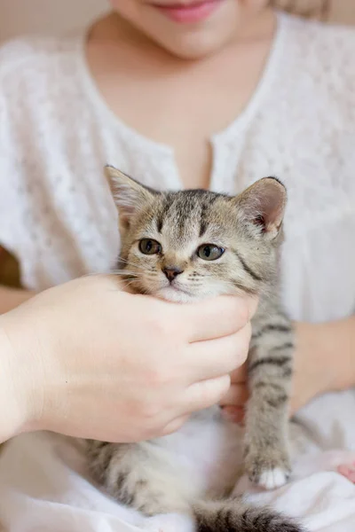 Kvinna Hand Hålla Rolig Liten Grå Kattunge — Stockfoto