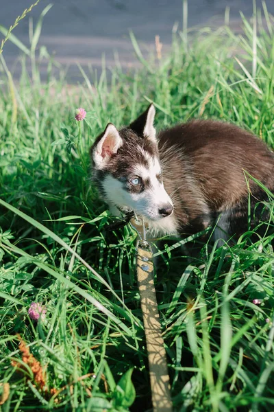 Mały Husky Szczeniak Trawie Zielonym Parku — Zdjęcie stockowe