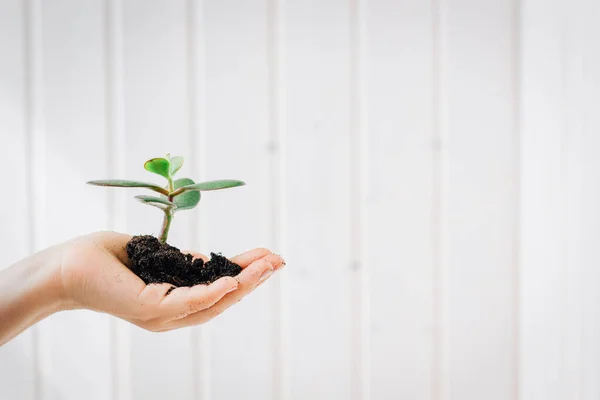 Pequeno Broto Planta Verde Mão Contra Fundo Parede Branca — Fotografia de Stock