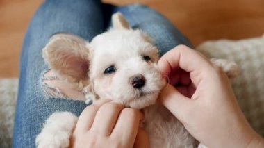 Küçük kızın bizon yavrusuyla vakit geçirdiği yakın çekim görüntüleri.