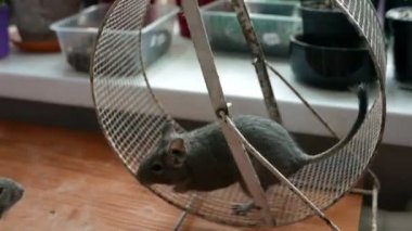 Sevimli gerbil 'in yakın plan görüntüleri.)