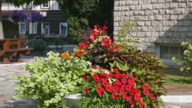 Arka plan için çiçek açan güzel çiçeklerin yakın plan görüntüleri.