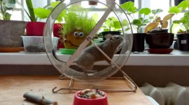 Sevimli gerbil 'in yakın plan görüntüleri.)