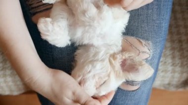 Küçük kızın bizon yavrusuyla vakit geçirdiği yakın çekim görüntüleri.