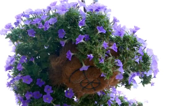 Close Beelden Van Mooie Bloeiende Bloemen Voor Achtergrond — Stockvideo