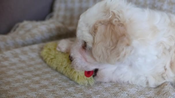Footage Adorable Bichon Puppy Kitten Playing Couch — Stock Video