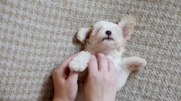 Nahaufnahmen Von Kleinen Mädchen Die Zeit Mit Ihrem Bichon Welpen — Stockvideo