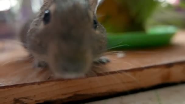 Primer Plano Material Gerbo Adorable Rata Del Desierto — Vídeos de Stock