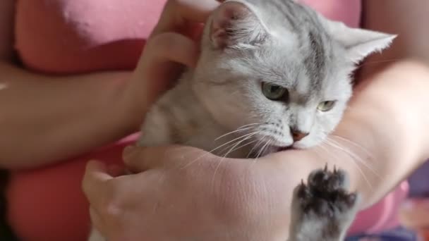 女性爱抚美丽的灰色斑斑猫的特写镜头 — 图库视频影像