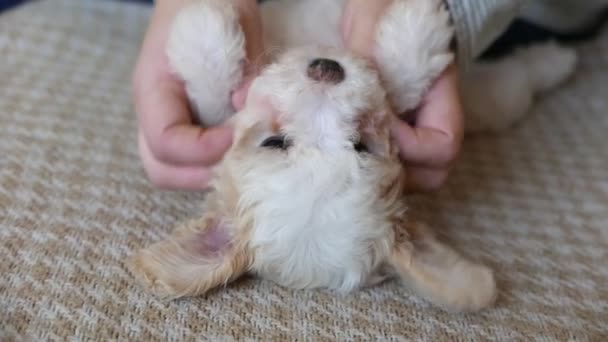 Närbild Liten Flicka Som Tillbringar Tid Med Sin Bichon Valp — Stockvideo