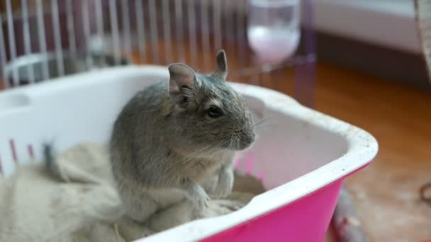 Nahaufnahmen Von Entzückenden Gerbil Wüstenratte — Stockvideo