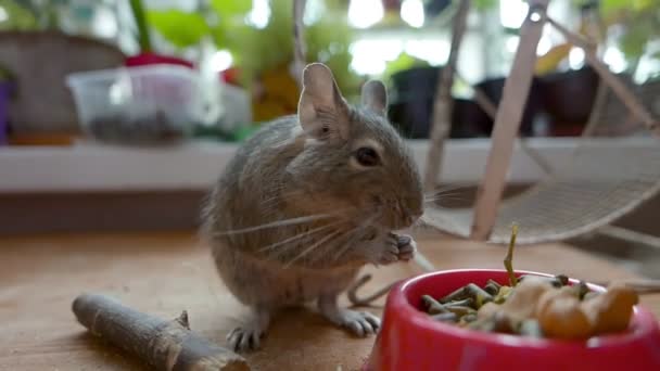 乾燥食品を食べる愛らしいゲルビル 砂漠のネズミ のクローズアップ映像 — ストック動画