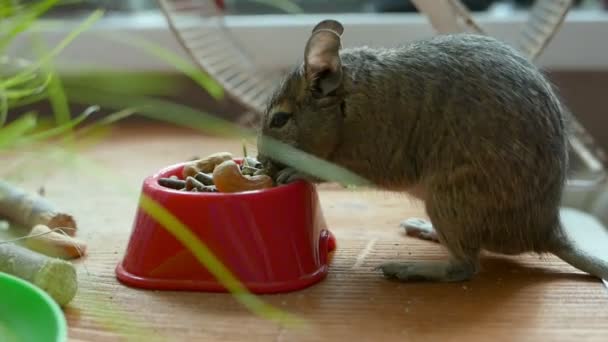 Plan Rapproché Adorable Gerbille Rat Désert Mangeant Nourriture Sèche — Video