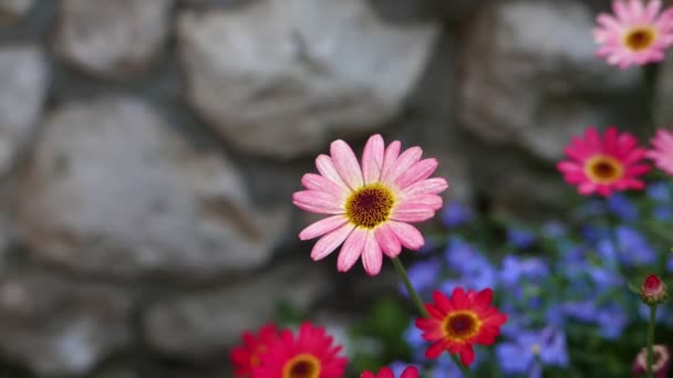 自然背景花卉的特写镜头 — 图库视频影像