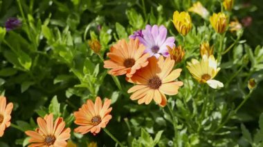 Arka plan için çiçek açan güzel çiçeklerin yakın plan görüntüleri.