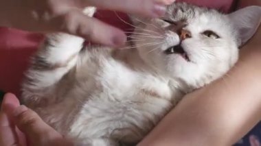 Güzel gri tekir kediyi okşayan kadının yakın çekim görüntüleri.