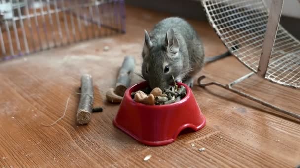 Close Footage Dari Gerbil Menggemaskan Tikus Gurun Makan Makanan Kering — Stok Video