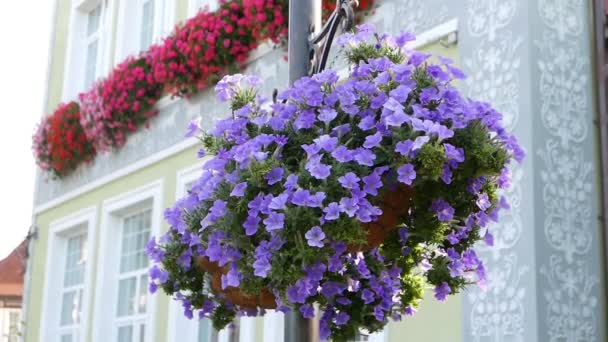 Close Footage Beautiful Blossoming Flowers Background — Stock Video