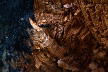 Eski ağaç dokusu ormanda çekiliyor..