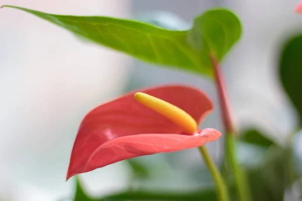 Крупним Планом Вид Красиву Квітку Антуріума — стокове фото