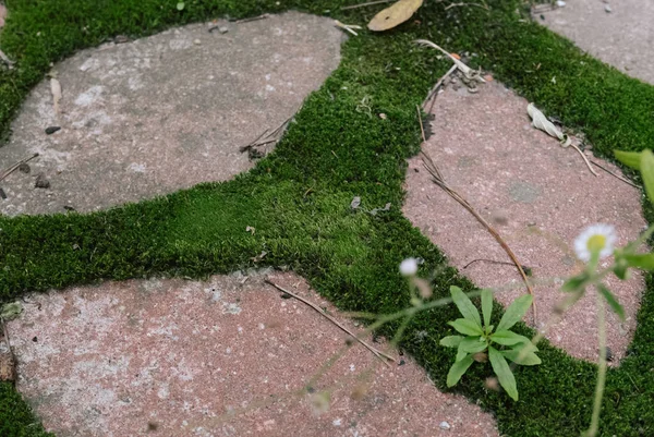 道路の石畳の上の緑の苔 — ストック写真