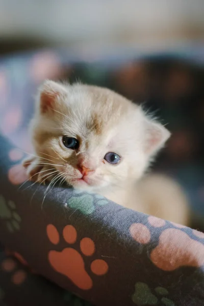 Porträtt Vacker Skotsk Rak Grå Kattunge — Stockfoto