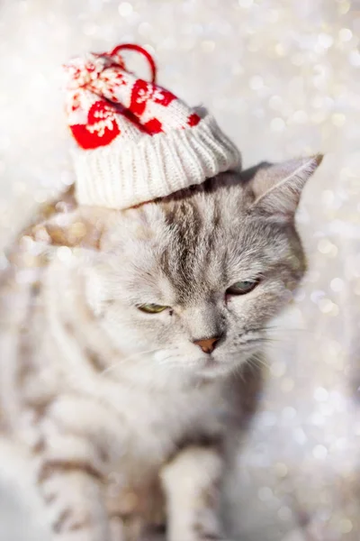 Christmas cat with funny santa hat on head