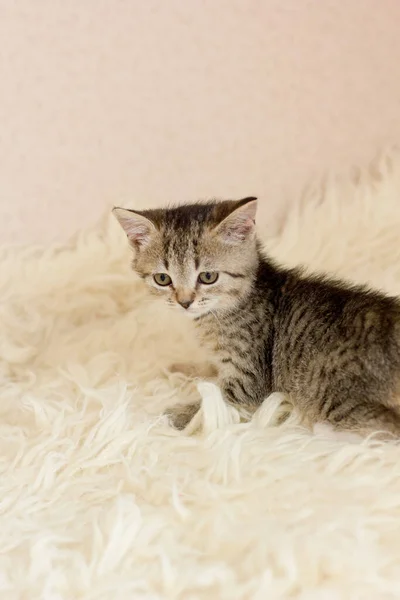 Cute Kitten Walking White Sheepskin — Stock Photo, Image