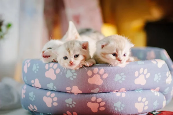 Tres Gatitos Grises Una Almohadilla Para Mascotas —  Fotos de Stock