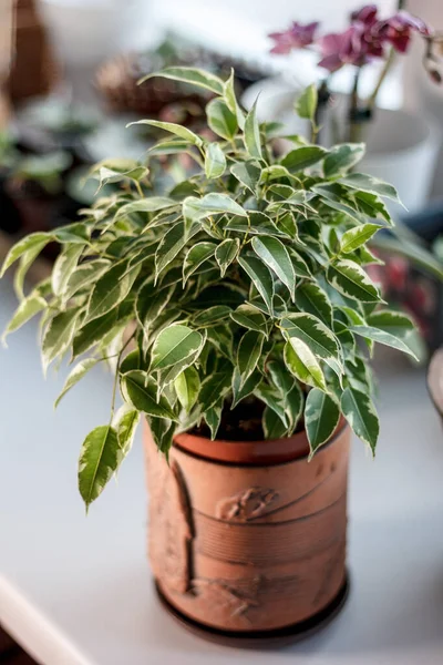 Ficus Benjamina Rizado Una Olla Barro — Foto de Stock